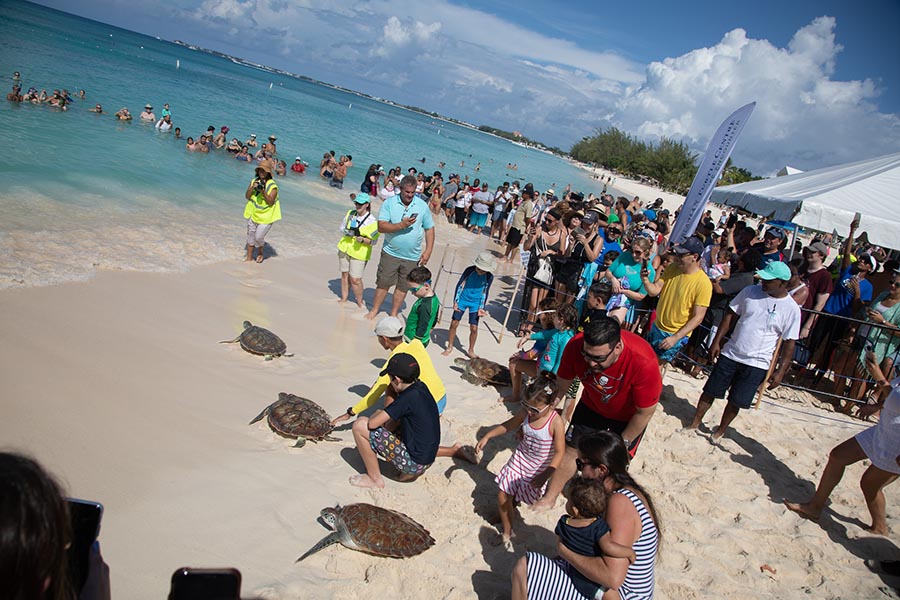Releasing the Turtles